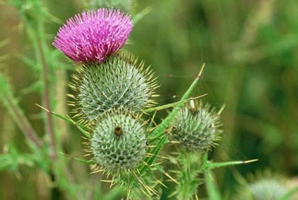 Thistle, Spear