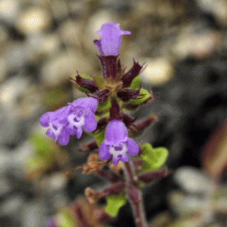 Thyme, Basil