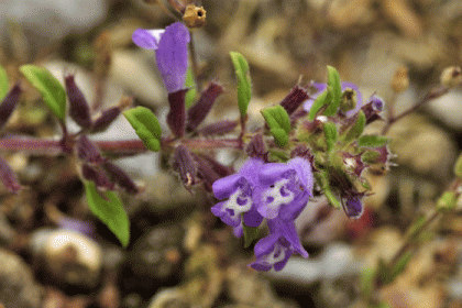 Thyme, Basil