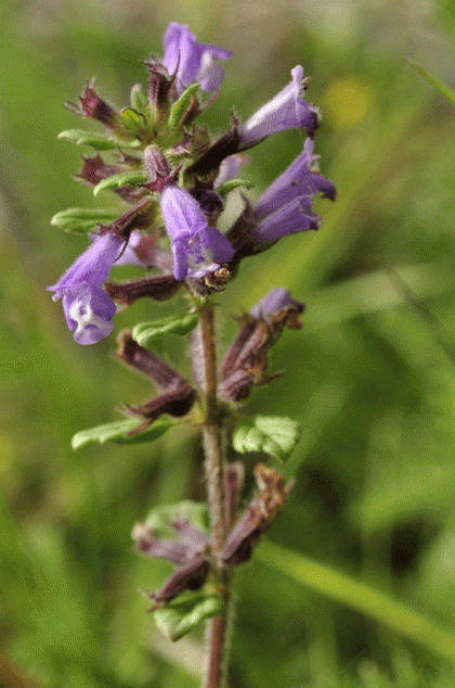 Thyme, Basil