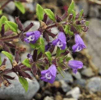 Thyme, Basil