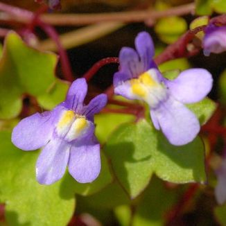 Toadflax, Ivy-leaved