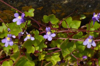 Toadflax, Ivy-leaved