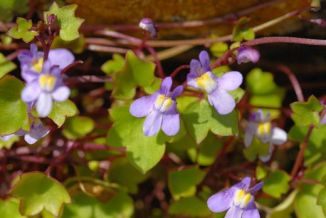 Toadflax, Ivy-leaved