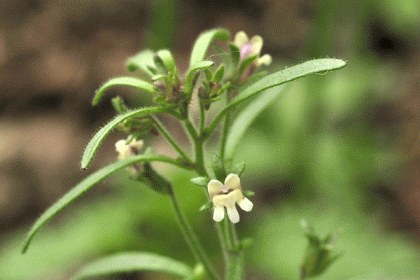 Toadflax, Small