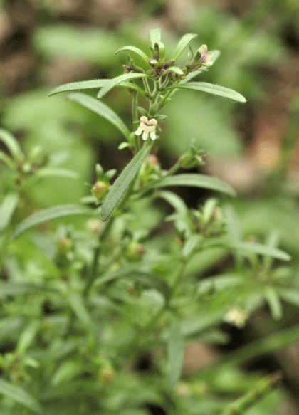 Toadflax, Small