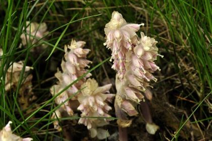 Toothwort