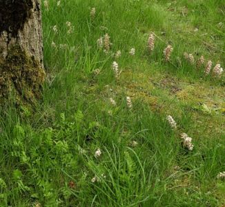 Toothwort