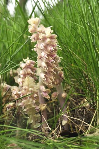 Toothwort