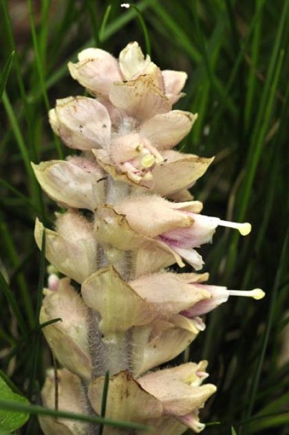 Toothwort