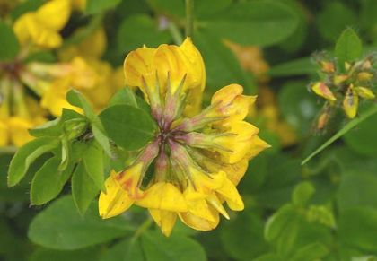 Bird's-foot-trefoil, Greater