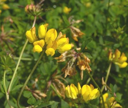 Bird's-foot-trefoil, Greater