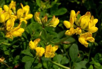 Bird's-foot-trefoil, Greater