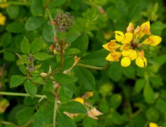 Bird's-foot-trefoil, Greater