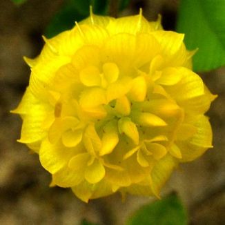 Trefoil, Hop