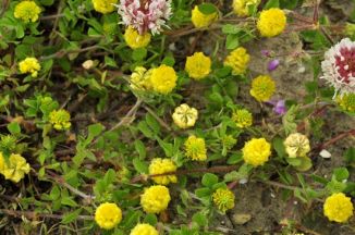 Trefoil, Hop