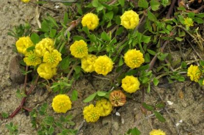 Trefoil, Hop