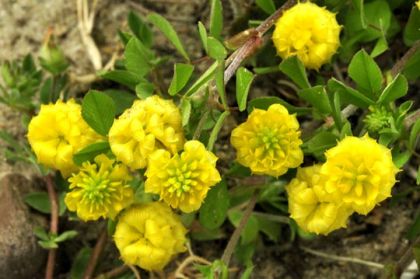 Trefoil, Hop