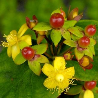 Tutsan