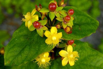 Tutsan
