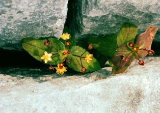 Tutsan