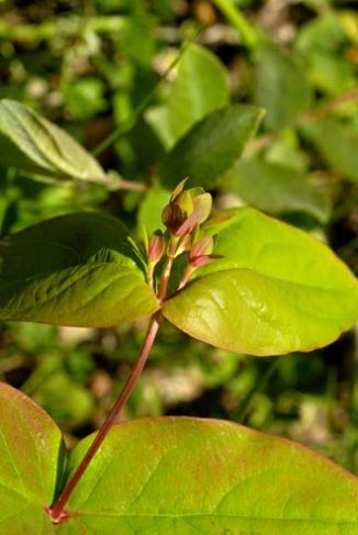 Tutsan