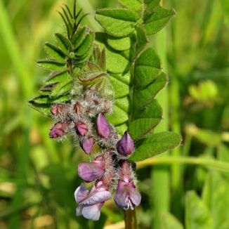 Vetch, Bush