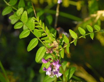 Vetch, Bush