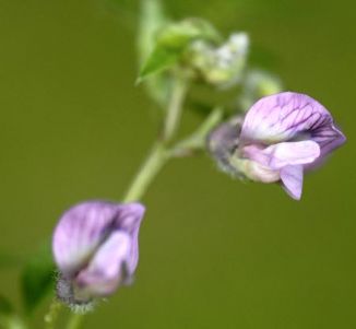 Vetch, Bush