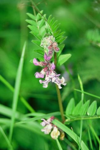 Vetch, Bush