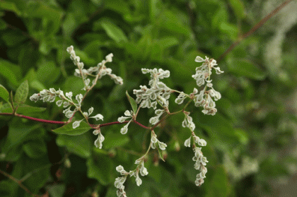 Russian-vine
