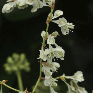 Russian-vine