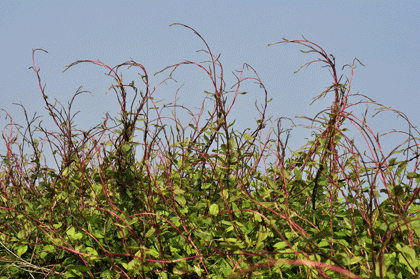 Russian-vine