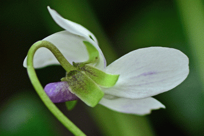 Violet, Sweet