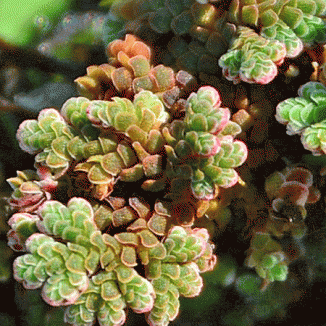 Fern, Water