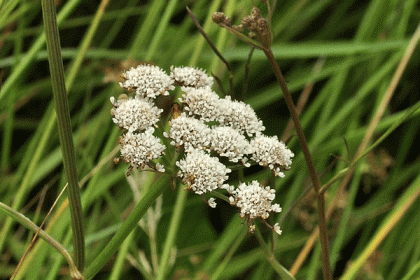Water-dropwort, Parsley