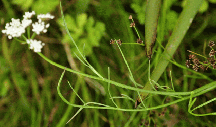 Water-dropwort, Parsley