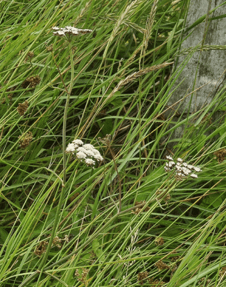 Water-dropwort, Parsley