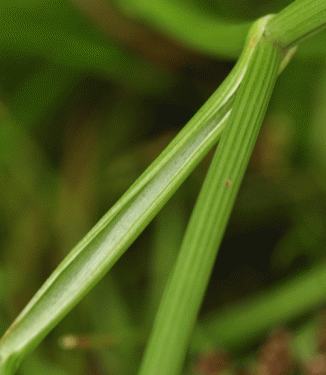 Water-dropwort, Parsley