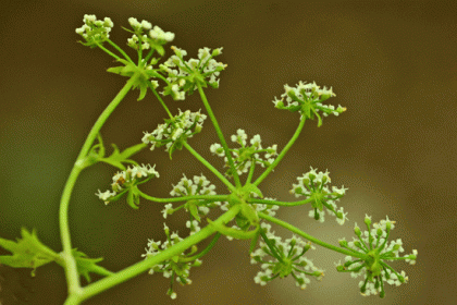 Water-parsnip, Lesser