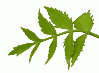 Water-parsnip, Lesser