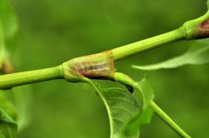 Water-pepper