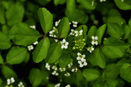 Water-cress, Narrow-fruited