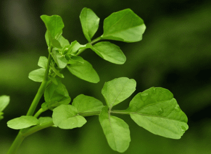 Water-cress, Narrow-fruited