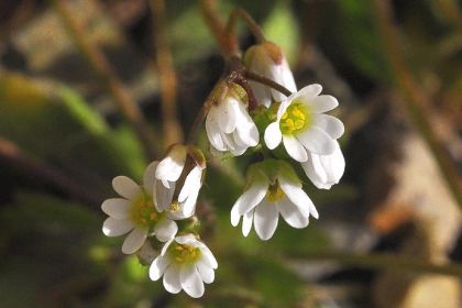 Whitlowgrass, Common
