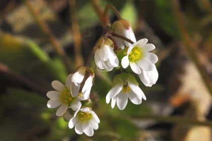 Wildflower Whitlowgrass, Common Irish Wild Flora Wildflowers of Ireland