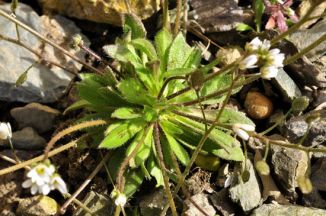 Whitlowgrass, Common