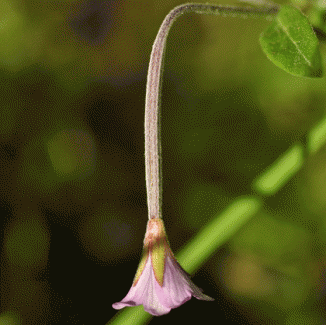 Willowherb, Marsh