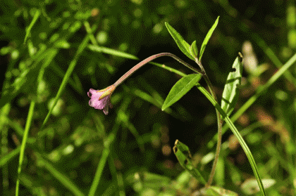 Willowherb, Marsh