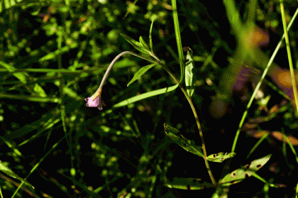 Willowherb, Marsh